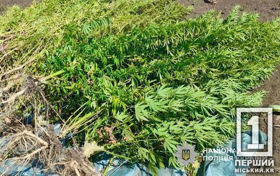 У Кривому Розі викрили плантацію конопель: поліцейські вилучили майже 600 кущів