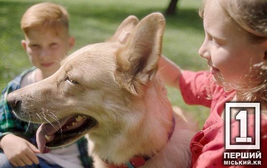 Соціальні ініціативи Purina: як бренд підтримує тварин