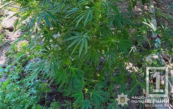 Замість городини — мак та коноплі: у Криворізькому районі поліція викрила 69-річного пенсіонера