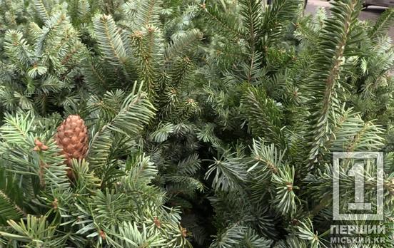 Опубліковано список офіційних ялинкових базарів у Кривому Розі