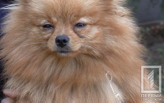 Жительница Кривого Рога просит установить площадку для выгула собак в одном из микрорайонов города, – петиция