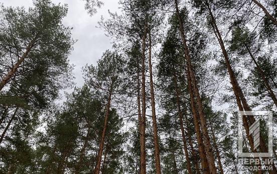 14 грудня у Кривому Розі ввечері може піти дощ