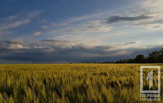 Ячмень, пшеница и горох: почти 300 тонн зерна нового урожая намолотили украинские аграрии, – Минагрополитики