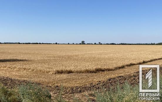 В Україні вже намолотили 17,5 млн тонн зерна нового врожаю