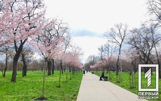 Привітання весни: в одному із парків Кривого Рогу розквітли сакури