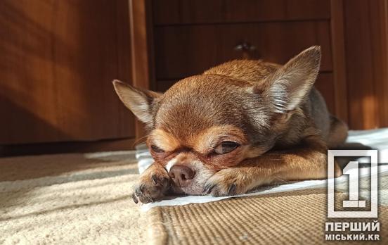 Пекуча спека: як вберегти домашніх улюбленців від обпечених лапок та теплового удару