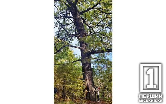 У його затінку відпочивав Богдан Хмельницький: криворізький дуб-патріарх представить область на конкурсі «Європейське дерево року»