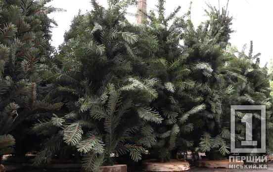 Як обрати легальну новорічну ялинку: поради для криворіжців у передсвятковий сезон