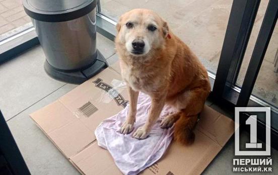 Поштовх дала надто морозна зима: Україна може оновити правила перебування тварин у магазинах і не тільки