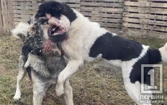 Жорстокість під виглядом «спорту»: у Криворізькому районі зірвали собачі бої