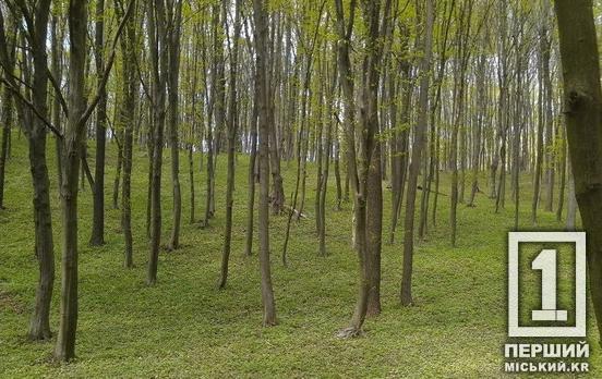 На Криворіжжі 33 гектари самосійного лісу отримали офіційний статус