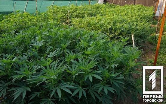 Операція «Мак»: правоохоронці продовжують ліквідацію теплиць із коноплею