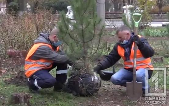 В Кривом Роге до конца года планируют высадить около 15 тысяч деревьев и кустарников