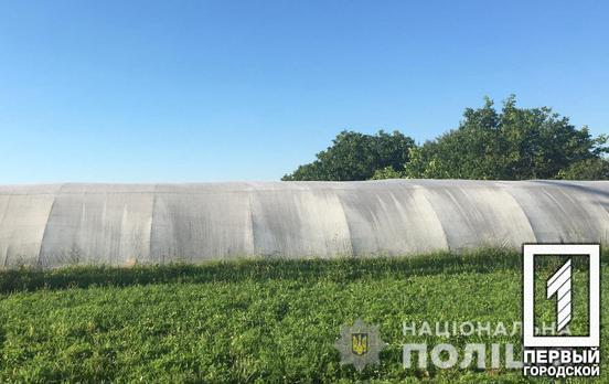 Теплиця та наркотиків на 3 млн грн: в Криворізькому районі правоохоронці затримали чоловіка, який вирощував канабіс