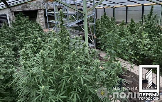 Виявили наркоферму за допомогою дронів: правоохоронці ліквідували діяльність теплиць із забороненими рослинами недалеко від Кривого Рогу