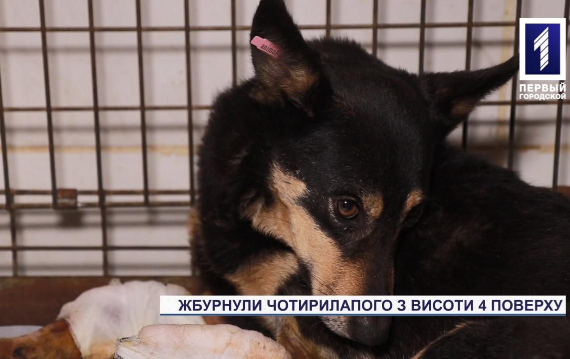 Новини Кривого Рогу: на житломасиві Південного ГЗК викинули безхатню собаку з 4 поверху