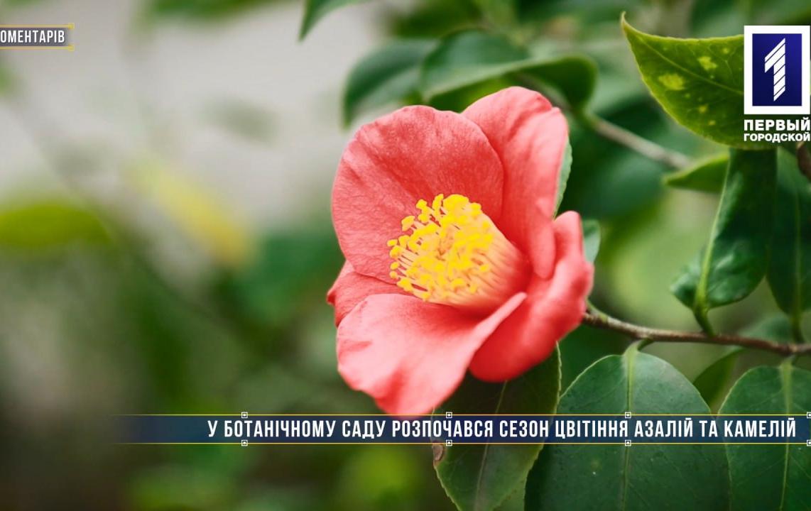 Без коментарів: у Криворізькому ботанічному саду почався сезон цвітіння азалій