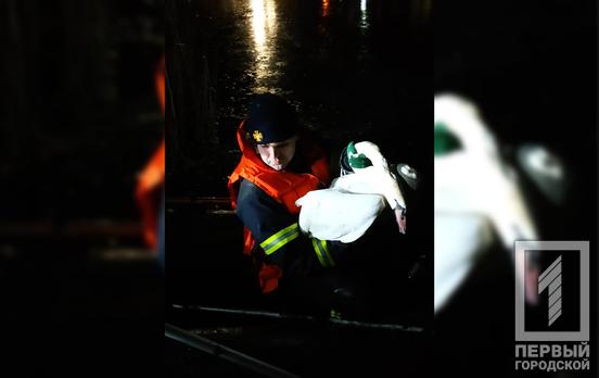 В Кривом Роге благодаря неравнодушным жителям удалось спасти лебедя