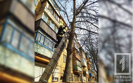 Не мог спуститься: спасатели Кривого Рога сняли кота с высокого дерева