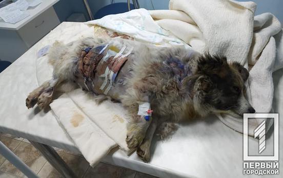 Собака, которую нашли с ранами на животе в Кривом Роге, умерла по пути в ветеринарную клинику