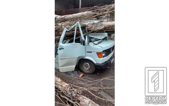 Из-за сильного ветра в Кривом Роге дерево обрушилось на автомобиль
