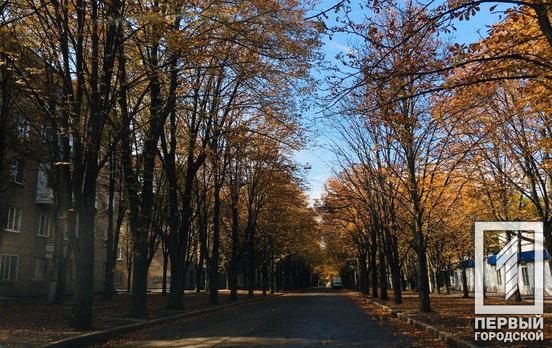 Минэнерго планирует за неделю высадить 10 миллионов деревьев в рамках Всеукраинской акции