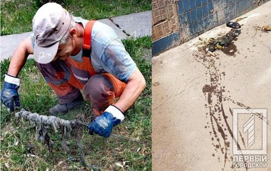 Коммунальщики в Кривом Роге нашли в канализации необычный «шашлык»