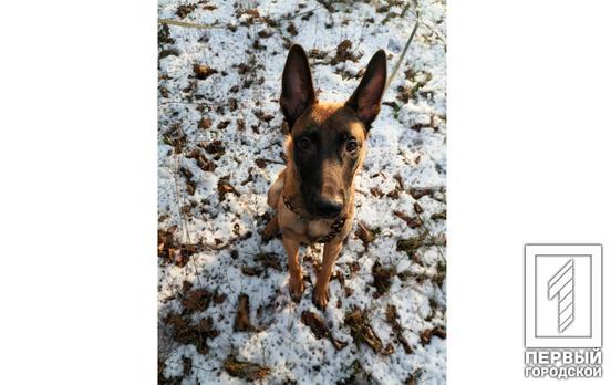 Жительница Кривого Рога зарегистрировала петицию с просьбой построить площадку для выгула собак