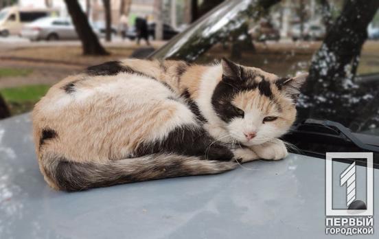 Депутаты горсовета Кривого Рога на внеочередной сессии поддержали петицию о признании котов частью экосистемы