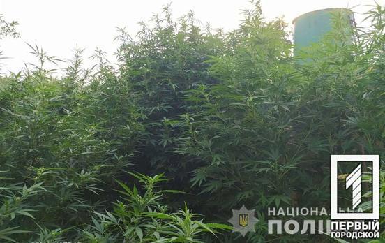 Два кілограми конопель та 15 рослин: поліція Кривого Рогу викрила чоловіка, який займався вирощуванням нарковмісних рослин
