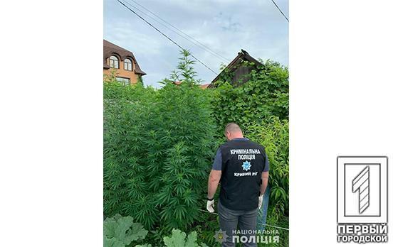 Близько 100 рослин біля двох метрів висотою: у Кривому Розі поліцейські ліквідували незаконний посів конопель