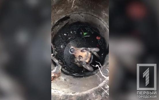 В Кривом Роге спасатели достали пса из коммуникационного коллектора