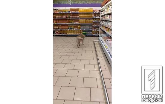 По супермаркету в Кривом Роге пёс разгуливал между прилавками, – соцсети