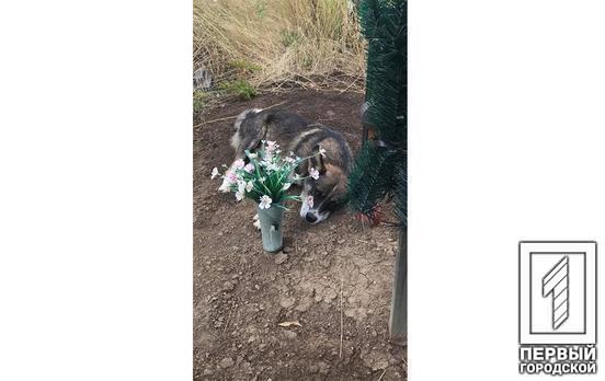 «Украинский Хатико»: в Кривом Роге пёс три года живёт на могиле своего хозяина
