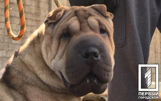 Житель Кривого Рога предлагает построить площадку для дрессировки и выгула собак в одном из районов города, – петиция