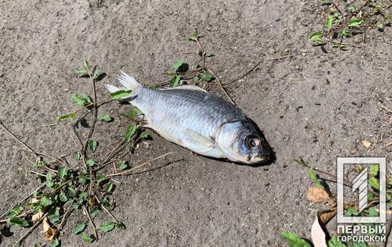 В одном из прудов в центре Кривого Рога массово гибнет рыба