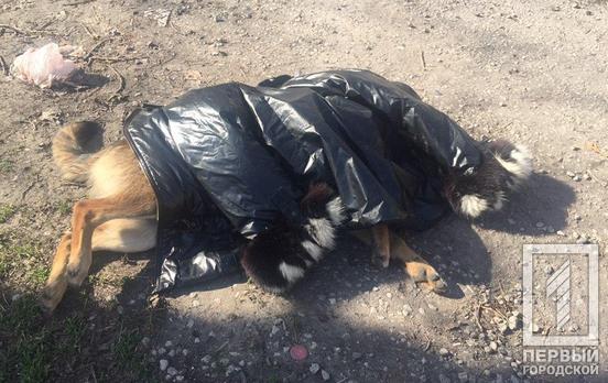 В Кривом Роге нашли трупы отравленных собак