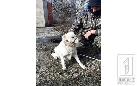 В Кривом Роге сотрудники Центра обращения с животными спасли собаку, которая упала в открытый колодец