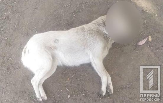 В микрорайоне Восточном в Кривом Роге неизвестные устроили массовую травлю собак