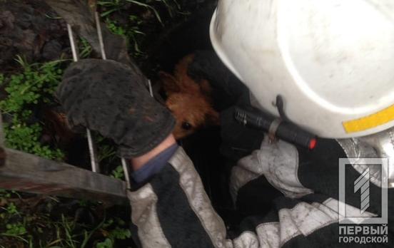 Спасатели Кривого Рога вызволили собаку из коммуникационного коллектора