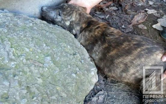 В Кривом Роге спасатели вытащили собаку из канализационного колодца