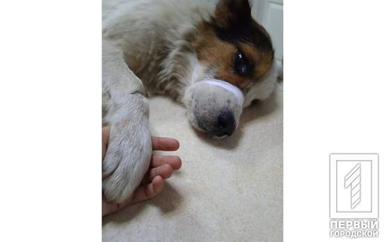 Волонтеры в Кривом Роге спасают собаку, которой хозяйка отрезала половой орган