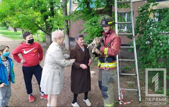 В Кривом Роге дети, пенсионеры и пожарные спасали кота, застрявшего на дереве