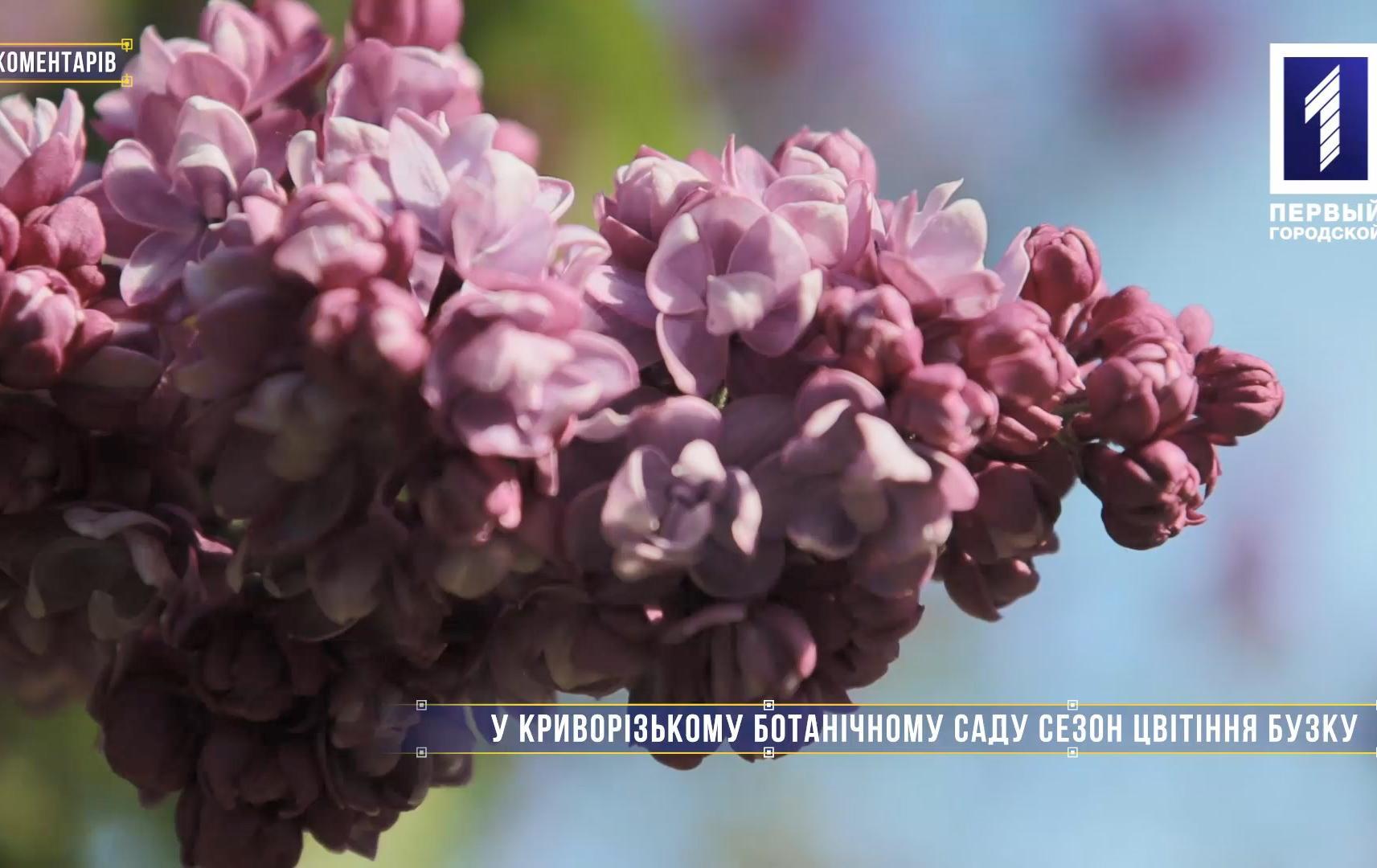 Без комментариев: в Криворожском ботаническом саду начался сезон цветения сирени