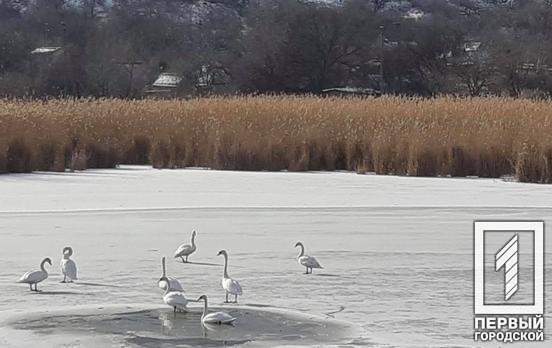 Больше 10 звонков в день: жители Кривого Рога просят городские службы спасти лебедей, которые зимуют на местном пруду