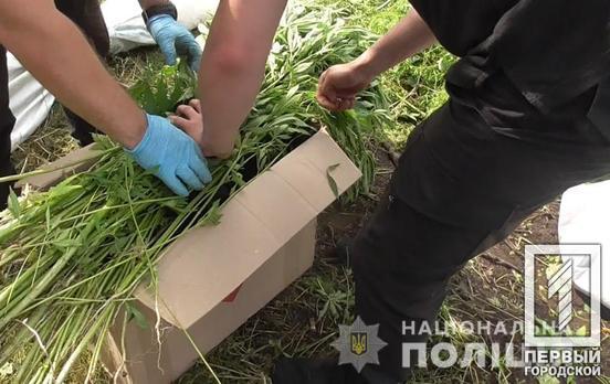 400 кустов: полицейские Кривого Рога ликвидировали плантацию конопли