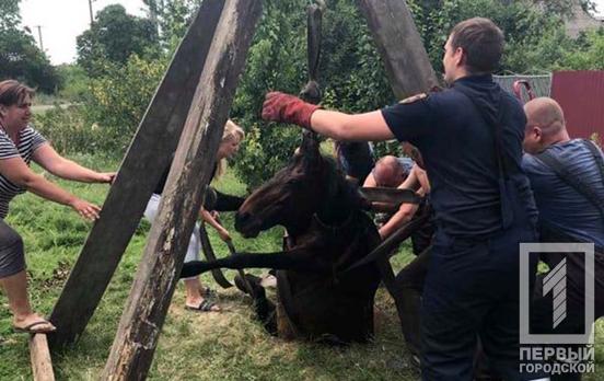 В Кривом Роге спасатели помогли беременной лошади выбраться из колодца