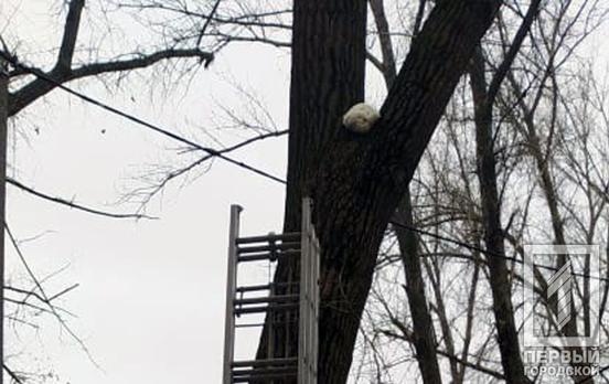 В Кривом Роге спасли кота, который два дня просидел на дереве
