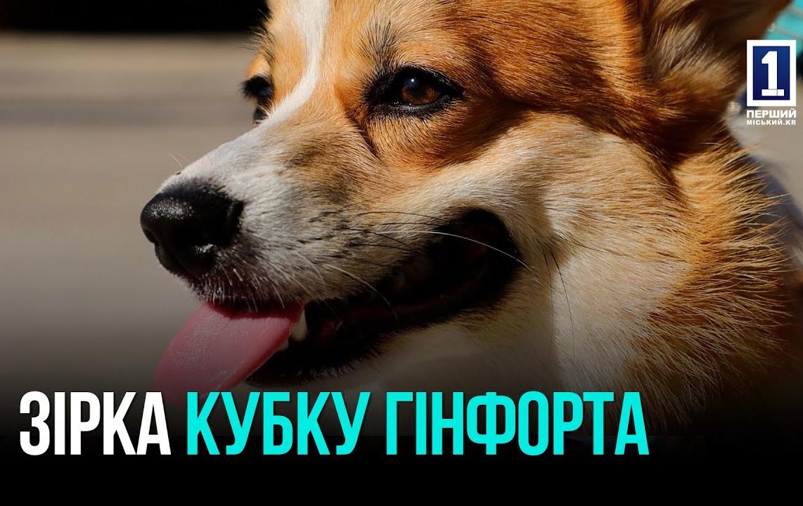 «Кубок Гінфорта» у Кривому Розі: провели виставку собак