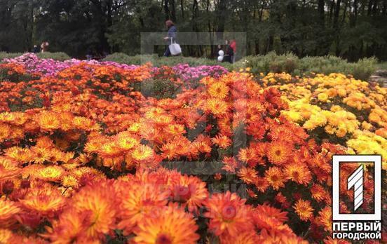 «Бал хризантем» в Кривом Роге: в ботанический сад пришли сотни горожан, чтобы насладиться цветами и игрой духового оркестра
